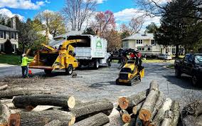 Tree Services